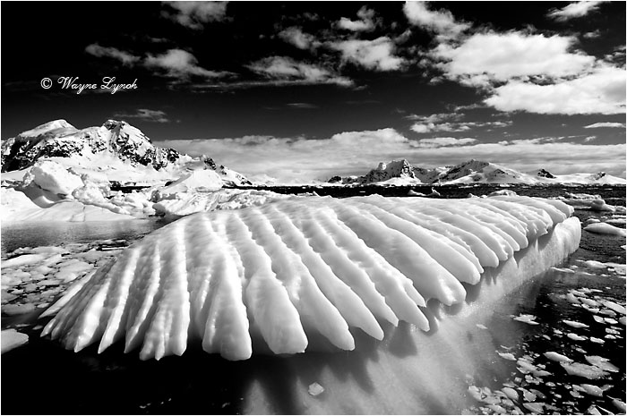 Paradise Bay Antarctic Peninsula 109 BW by Dr. Wayne Lynch &copy;